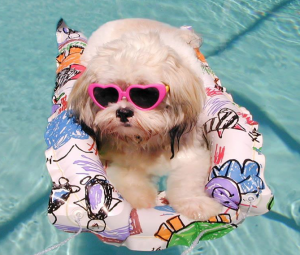 pool puppy
